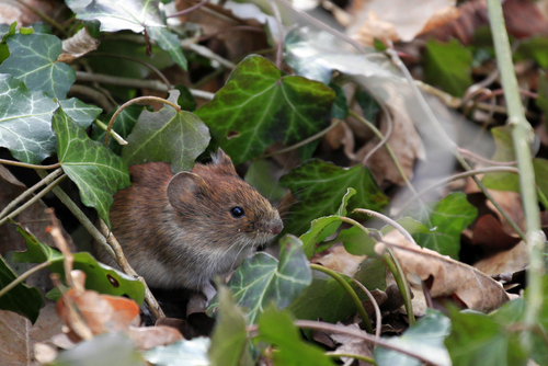 Vanligtvis tar det mellan två till sex veckor från smittotillfället till dess att du insjuknar i sorkfeber. Foto: Shutterstock